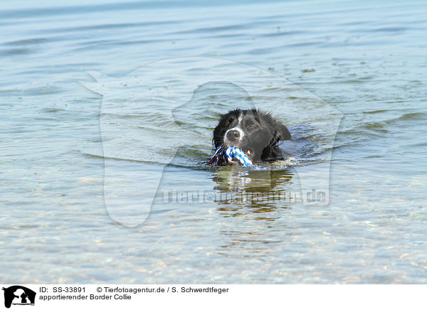 apportierender Border Collie / fetching Border Collie / SS-33891