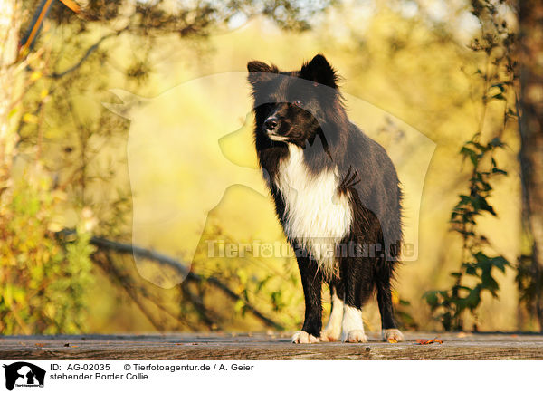 stehender Border Collie / standing Border Collie / AG-02035