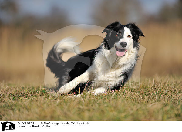 rennender Border Collie / running Border Collie / YJ-07621