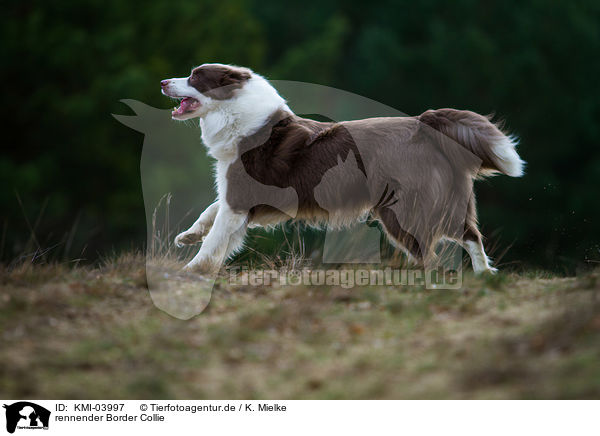 rennender Border Collie / running Border Collie / KMI-03997