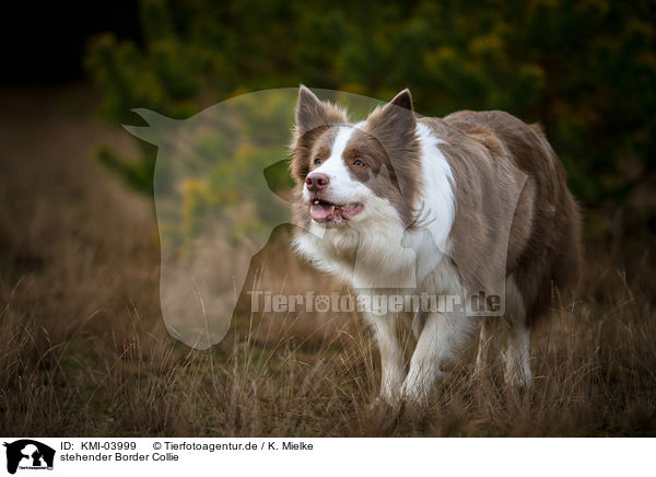 stehender Border Collie / standing Border Collie / KMI-03999