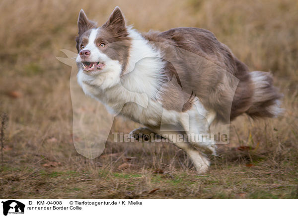 rennender Border Collie / running Border Collie / KMI-04008