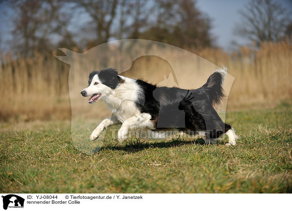 rennender Border Collie / running Border Collie / YJ-08044