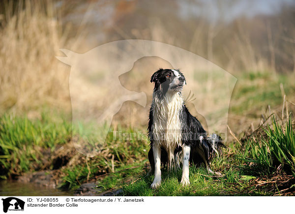 sitzender Border Collie / sitting Border Collie / YJ-08055