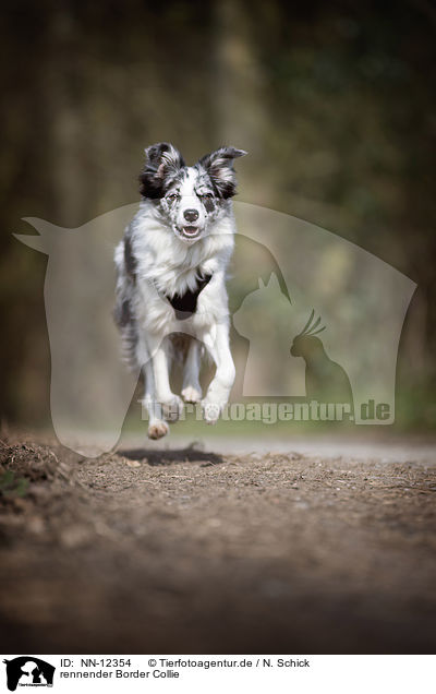 rennender Border Collie / running Border Collie / NN-12354