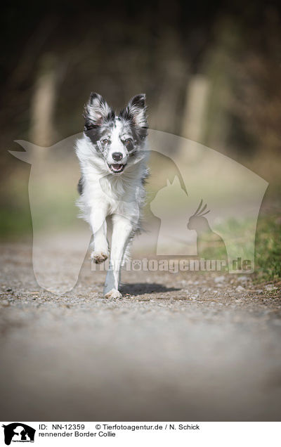 rennender Border Collie / running Border Collie / NN-12359
