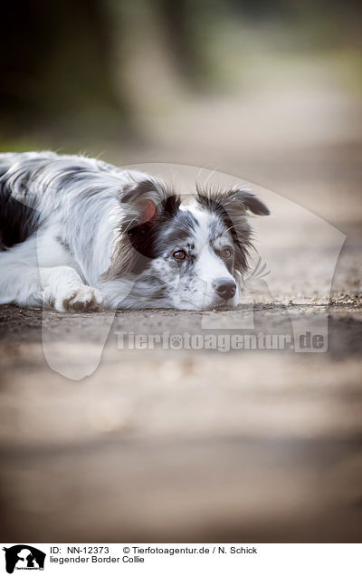 liegender Border Collie / lying Border Collie / NN-12373