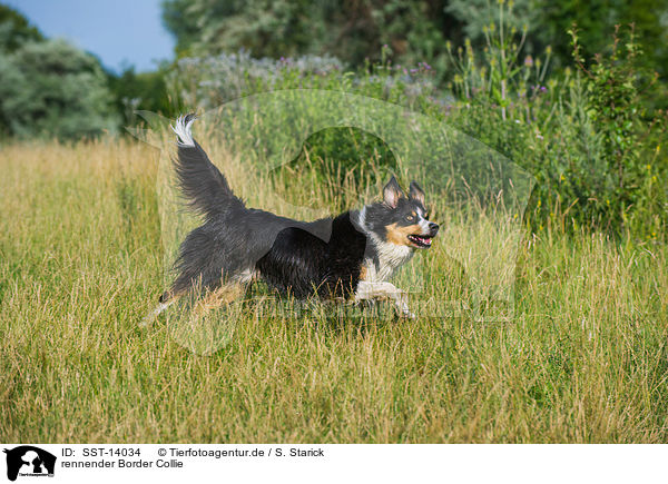 rennender Border Collie / running Border Collie / SST-14034