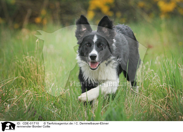 rennender Border Collie / running Border Collie / CDE-01710