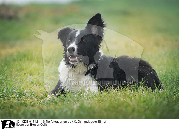 liegender Border Collie / lying Border Collie / CDE-01712