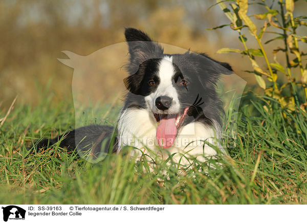 liegender Border Collie / lying Border Collie / SS-39163