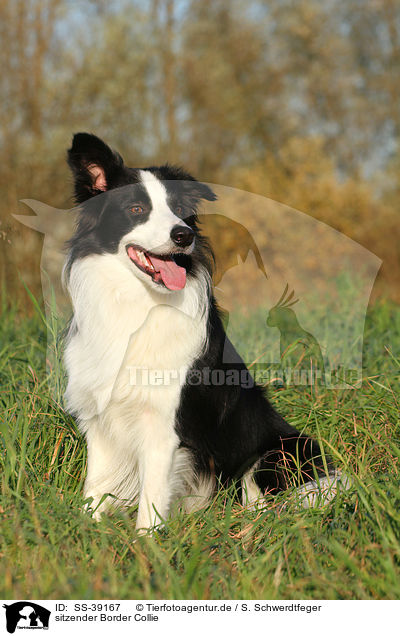 sitzender Border Collie / sitting Border Collie / SS-39167