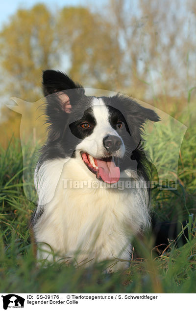 liegender Border Collie / lying Border Collie / SS-39176