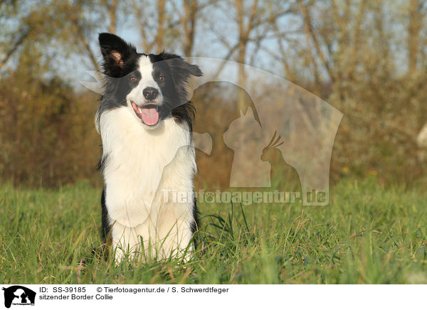 sitzender Border Collie / sitting Border Collie / SS-39185