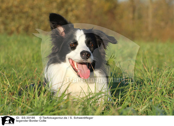 liegender Border Collie / lying Border Collie / SS-39186