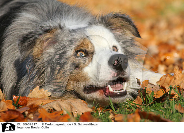 liegender Border Collie / lying Border Collie / SS-39817