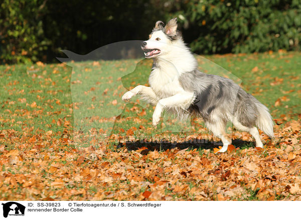 rennender Border Collie / running Border Collie / SS-39823