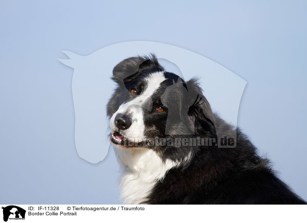 Border Collie Portrait / IF-11328