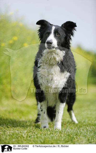 Border Collie / Border Collie / RR-66082