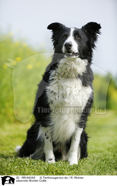 sitzender Border Collie / sitting Border Collie / RR-66085