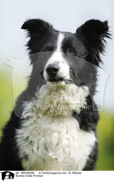 Border Collie Portrait / Border Collie Portrait / RR-66086
