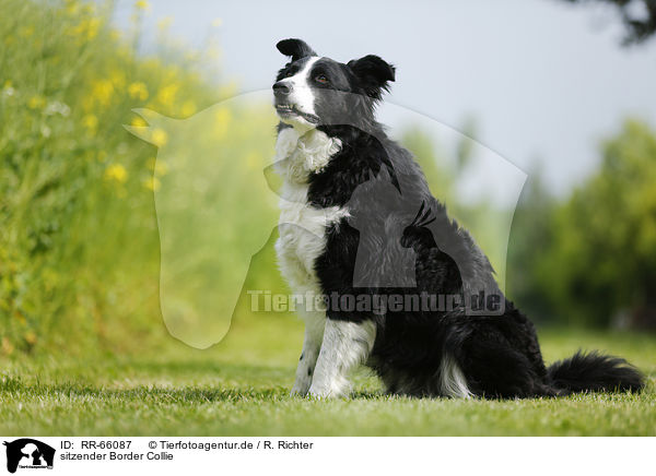 sitzender Border Collie / sitting Border Collie / RR-66087