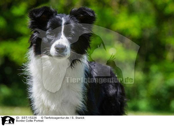 Border Collie Portrait / Border Collie Portrait / SST-15226
