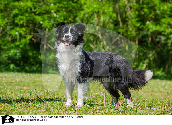stehender Border Collie / standing Border Collie / SST-15227