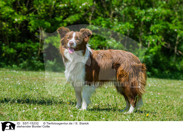 stehender Border Collie / standing Border Collie / SST-15232
