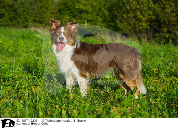 stehender Border Collie / standing Border Collie / SST-15236