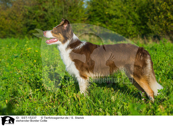 stehender Border Collie / standing Border Collie / SST-15237