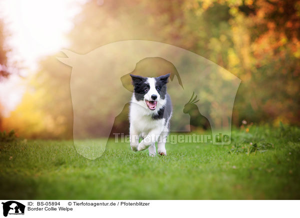 Border Collie Welpe / Border Collie Puppy / BS-05894
