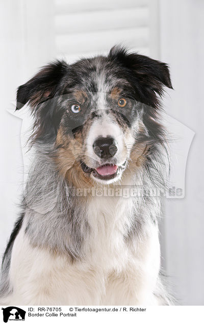 Border Collie Portrait / RR-76705
