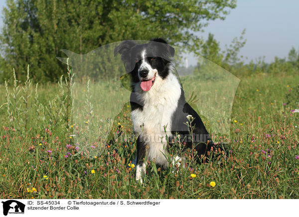 sitzender Border Collie / sitting Border Collie / SS-45034