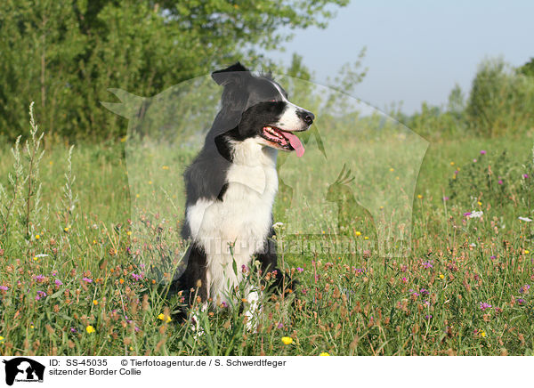 sitzender Border Collie / sitting Border Collie / SS-45035