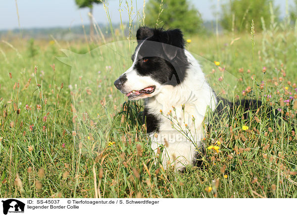 liegender Border Collie / lying Border Collie / SS-45037