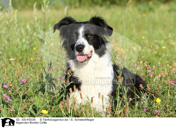 liegender Border Collie / lying Border Collie / SS-45039