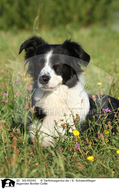liegender Border Collie / lying Border Collie / SS-45040