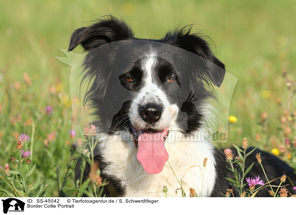 Border Collie Portrait / Border Collie Portrait / SS-45042