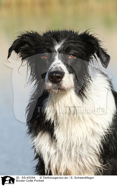 Border Collie Portrait / Border Collie Portrait / SS-45094