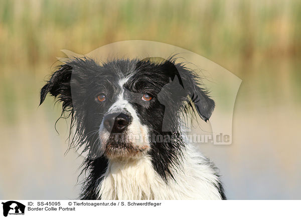 Border Collie Portrait / Border Collie Portrait / SS-45095