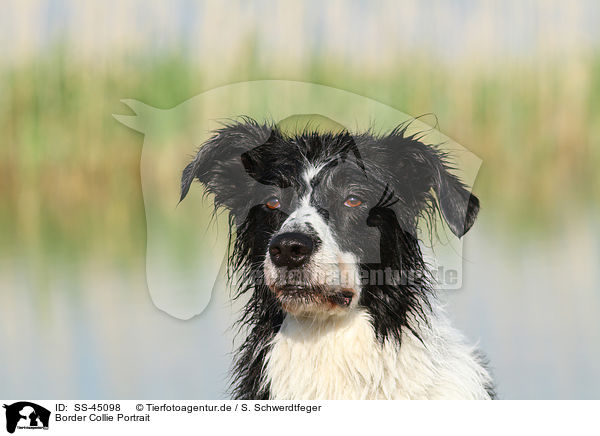 Border Collie Portrait / Border Collie Portrait / SS-45098