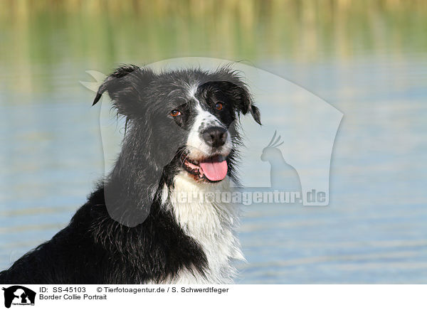 Border Collie Portrait / Border Collie Portrait / SS-45103