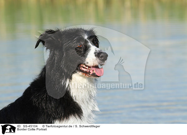 Border Collie Portrait / Border Collie Portrait / SS-45104