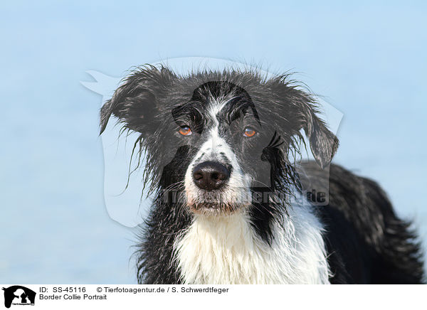 Border Collie Portrait / Border Collie Portrait / SS-45116