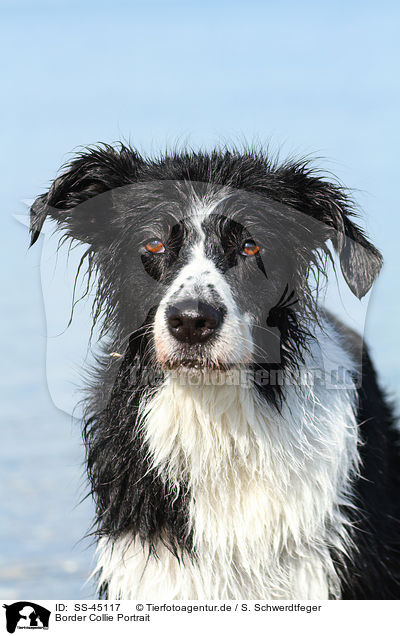 Border Collie Portrait / Border Collie Portrait / SS-45117