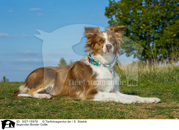 liegender Border Collie / lying Border Collie / SST-15976