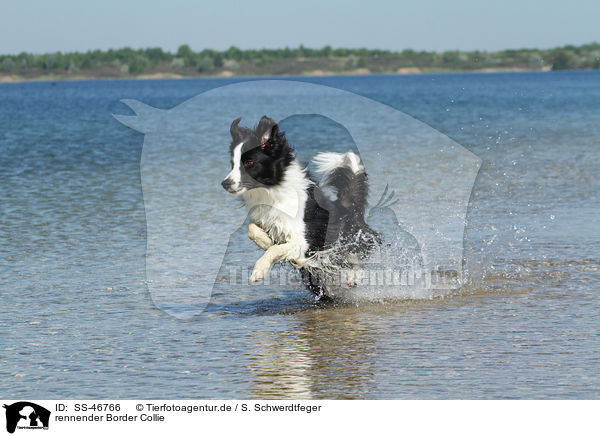 rennender Border Collie / running Border Collie / SS-46766