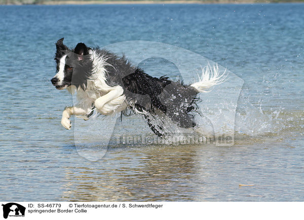 springender Border Collie / jumping Border Collie / SS-46779