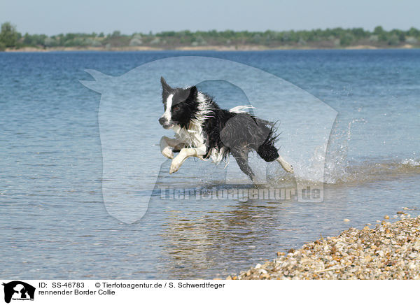 rennender Border Collie / running Border Collie / SS-46783